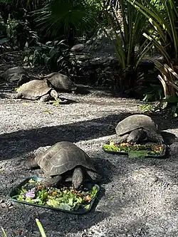 Tortoises being fed