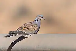 Tourterelle_des_bois_Sud_de_la_Tunisie