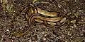 Trans-pecos ratsnake (Bogertophis subocularis), Brewster County, Texas