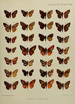 P. aurantiaca in Elwes & Edwards, 1897