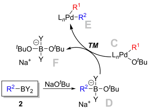 Transmetallation in Suzuki reaction.