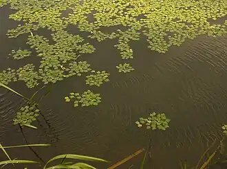 A body of water featuring water caltrop