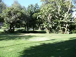 Trees in Holmby Park