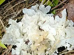 A jelly fungus (Tremella cf. fuciformis)