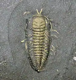 A metallic shape emerging from black rock.
