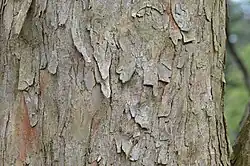 Bark