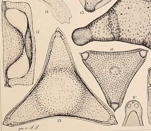 Trinacria ventricosa