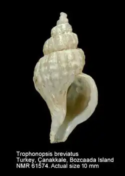 Trophonopsis breviata.