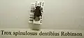 Trox spinulosus dentibius