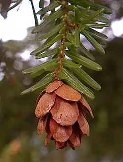 foliage and cone