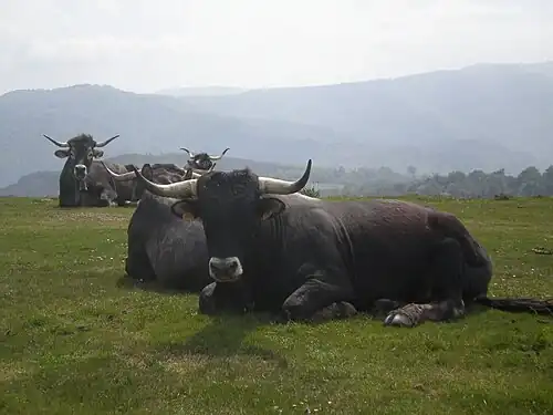 Bull and cows at Pico Mozagro&nbsp;[es]
