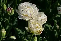 Flower and buds of a white tulip with small dark purple spots at the outer rim of the leaves. The blossom is very full and looks similar to a paeonia flower.