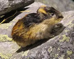 Norway lemming (Lemmus lemmus)