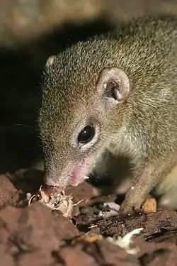 Tupaia glis