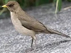 At Costanera Sur, Argentina