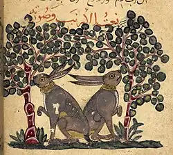Two hares eating berries