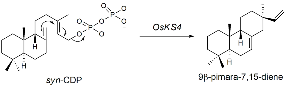 syn-CDP cyclization to 9β-pimara-7,15-diene