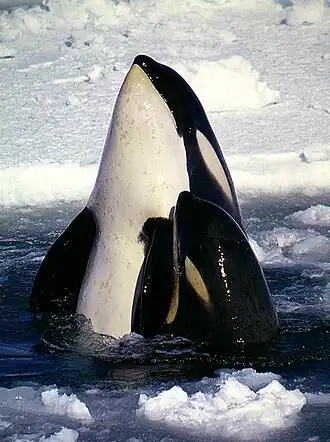 Orca mother and calf extending their bodies above the water surface, from pectoral fins forward, with ice pack in background