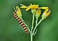 Caterpillar on ragwort plant