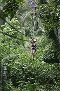 Image 1Zip-lining in the jungles of Belize (from Tourism in Belize)