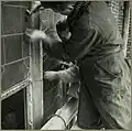 Workers reinforcing the stained glass windows during World War II