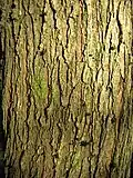Bark of 18-year-old tree