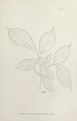 Ulmus nitens var. hunnybunii, by E. W. Hunnybun
