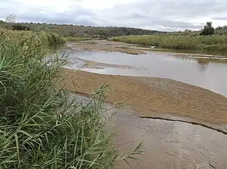 Flowing, flanked by giant and common reed
