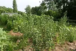 Image 55A temperate Syntropic system in Dordogne France, including heavily mulched Sunflower plants. (from Agroforestry)
