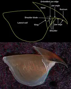 Side view of the upper beak from the same specimen (2.7 mm URL)