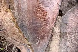 A zebra standing upright