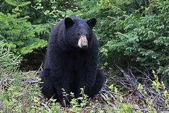 American black bear in Labrador