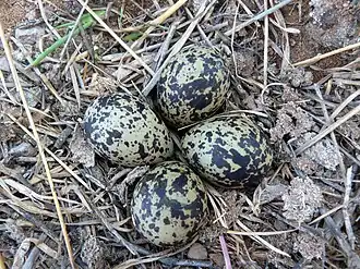 Clutch near freshwater shoreline