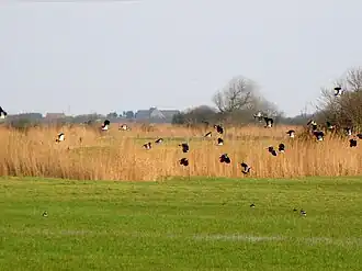 Lapwings in the marshes