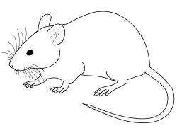 Line drawing of a laboratory mouse