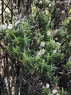 A shrub with opposite narrow leaves and white flowers