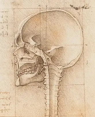Mid-sagittal section of a human skull, by Leonardo da Vinci, c. 1489