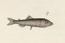 Illustration of specimen