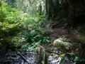 Coastal Rainforest in late summer