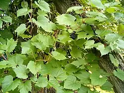 Botanical garden in Berlin, Germany