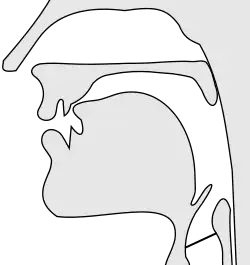 An illustrated view of the inside of the mouth with the tip of the tongue constricting airflow just behind the teeth