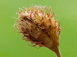Immature fruit of a beech