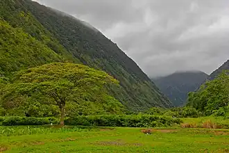 View of the back of Waipiʻo Valley.
