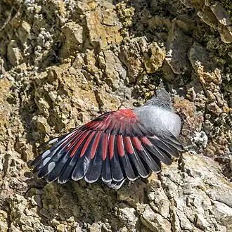 Showing wing colour