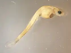 Walleye larva