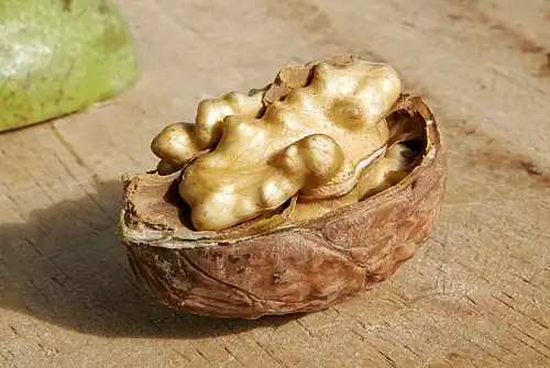 Nut of Juglans regia