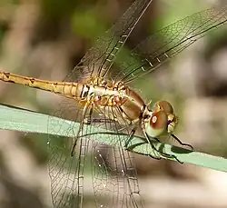 Immature male