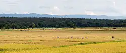 Rice being harvested in Wang Nuea District, Lampang province. The mountains in the background are part of the Phi Pan Nam Range.