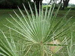 W. filifera frond with fibrous threads on leaf segments