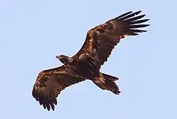 Wedge-tailed Eagle.